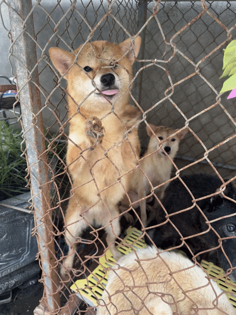 Chó Shiba 1 tuổi. Mua bán Chó tại Quận Bắc Từ Liêm Hà Nội được đăng bởi DuHo Farm  hình 1