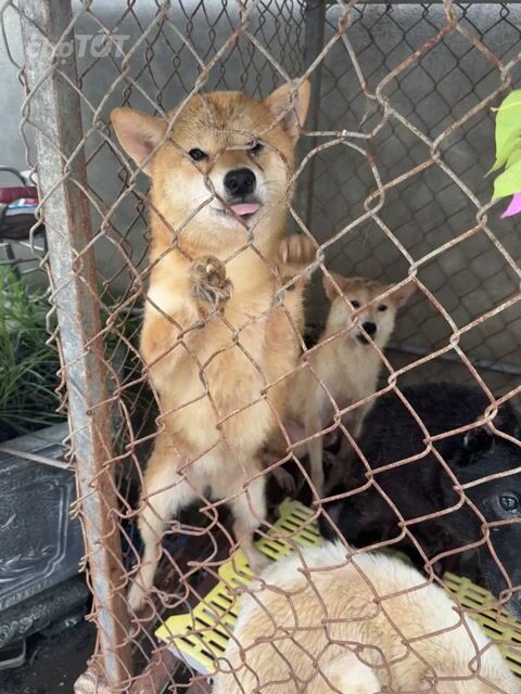 Chó Shiba 1 tuổi. Mua bán Chó tại Quận Bắc Từ Liêm Hà Nội được đăng bởi DuHo Farm  hình 1
