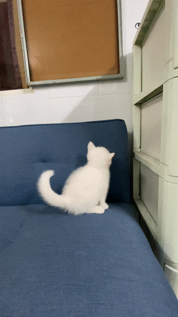 Mèo Munchkin cái. Mua bán Mèo tại Huyện Củ Chi Tp Hồ Chí Minh được đăng bởi Minh Quân  hình 1