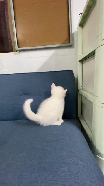 Mèo Munchkin cái. Mua bán Mèo tại Huyện Củ Chi Tp Hồ Chí Minh được đăng bởi Minh Quân  hình 1