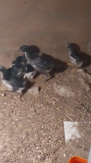 Gà chọi con. Mua bán Gà tại Thị xã Điện Bàn Quảng Nam được đăng bởi Vô Cùng hình 1