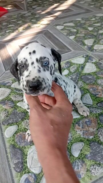 Chó Đốm Đực Mắt Xanh+mắt gấu trúc, kiểu cướp biển. Mua bán Chó tại Huyện Củ Chi Tp Hồ Chí Minh được đăng bởi Nguyễn Huy hình 1