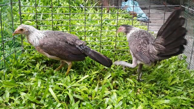 Gà mái Grey Hatch 8-9 lạng đã tiêm. Mua bán Gà tại Thành phố Thủ Đức Tp Hồ Chí Minh được đăng bởi Hùng hình 1