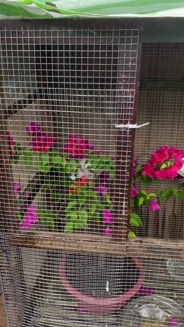 Chim cu pháp trắng đã thuần. Mua bán Chim tại Huyện Ba Tri Bến Tre được đăng bởi Huy hình 1