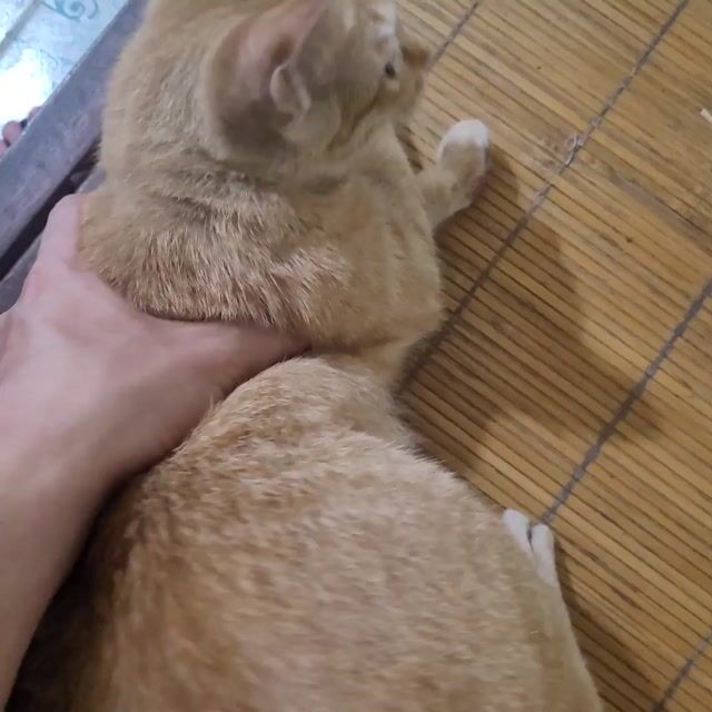 Cần bán gấp