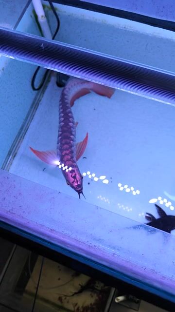 Cá Rồng Đầu vàng 30cm. Mua bán Thú cưng khác tại Quận 6 Tp Hồ Chí Minh được đăng bởi Ken hình 1