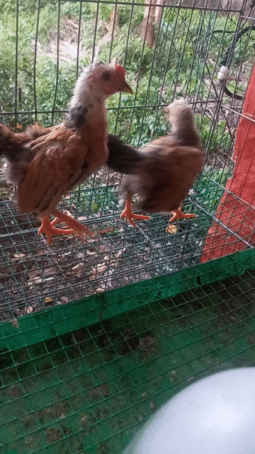 Gà tre Vàng, bông vàng trống mái 2 tháng. Mua bán Gà tại Huyện Bến Lức Long An được đăng bởi thole hình 1