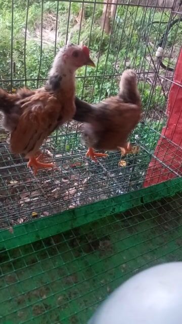 Gà tre Vàng, bông vàng trống mái 2 tháng. Mua bán Gà tại Huyện Bến Lức Long An được đăng bởi thole hình 1