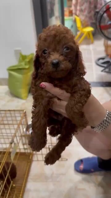 Poodle nâu đỏ. Mua bán Chó tại Thành phố Vũng Tàu Bà Rịa - Vũng Tàu được đăng bởi Lượm Dog Shop hình 1
