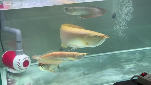 Cá Rồng Ngân Albino 55cm. Mua bán Thú cưng khác tại Quận 8 Tp Hồ Chí Minh được đăng bởi anhquaysaigon hình 1