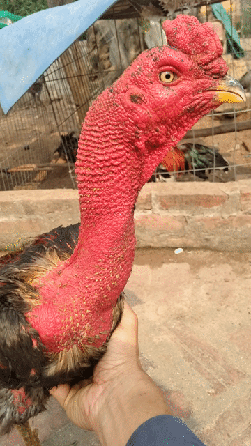 tia cưa vỉa đấm vảy di kê. Mua bán Gà tại Thành phố Vĩnh Yên Vĩnh Phúc được đăng bởi Nguyễn huệ hình 1