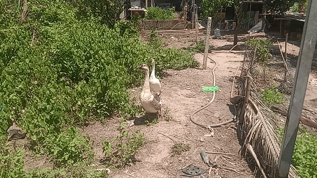 Ngan Trắng xám Cả hai. Mua bán Thú cưng khác tại Huyện Đức Hòa Long An được đăng bởi việt hình 1