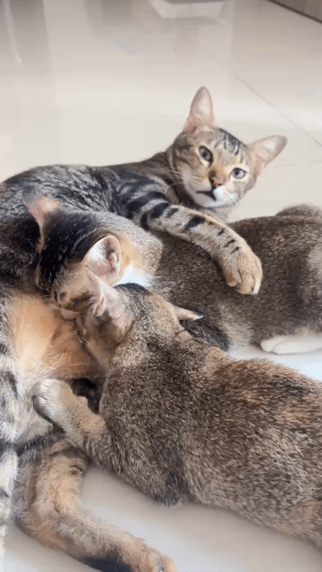 Mèo 5 tháng tuổi. Mua bán Mèo tại Thành phố Thủ Đức Tp Hồ Chí Minh được đăng bởi Trâm hình 1