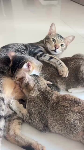 Mèo 5 tháng tuổi. Mua bán Mèo tại Thành phố Thủ Đức Tp Hồ Chí Minh được đăng bởi Trâm hình 1
