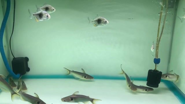 Cá Mèo Hoàng Kim. Mua bán Thú cưng khác tại Quận Bình Tân Tp Hồ Chí Minh được đăng bởi Cá Cảnh JK HCM hình 1