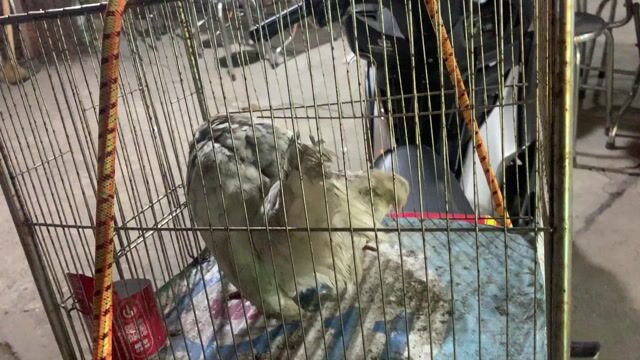 Gà Trắng xám Khỏe mạnh. Mua bán Gà tại Thành phố Thuận An Bình Dương được đăng bởi Nguyễn Dũng hình 1