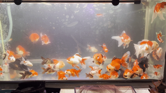 Cá vàng Oranda 4n 5n. Mua bán Thú cưng khác tại Huyện Cai Lậy Tiền Giang được đăng bởi Phi Long11 hình 1