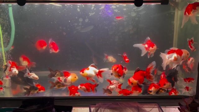 Cá vàng Oranda 4n 5n. Mua bán Thú cưng khác tại Huyện Cai Lậy Tiền Giang được đăng bởi Phi Long11 hình 1