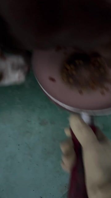 Chó 6 tháng 1 đực 3 cái. Mua bán Chó tại Huyện Phú Xuyên Hà Nội được đăng bởi Cô Liên Gv Tiếng Anh hình 1