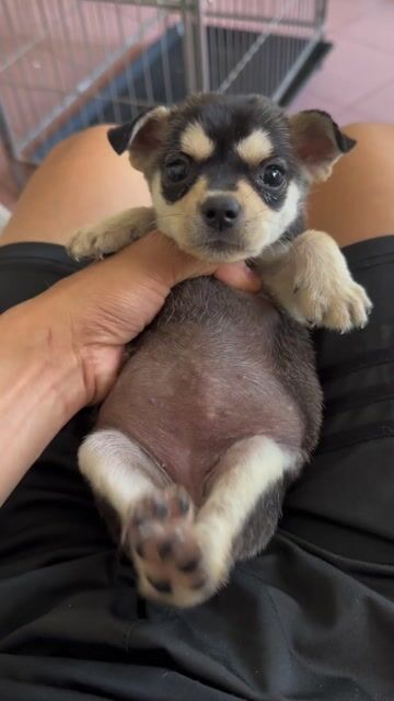 chihuahua lai nhật đáng yêu. Mua bán Chó tại Quận 8 Tp Hồ Chí Minh được đăng bởi Phan hung tam hình 1