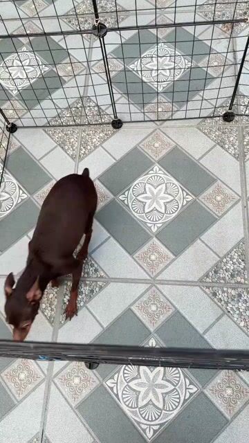 Phốc hươu cái cần tìm người yêu thương. Mua bán Chó tại Thành phố Thủ Đức Tp Hồ Chí Minh được đăng bởi Hồng hình 1