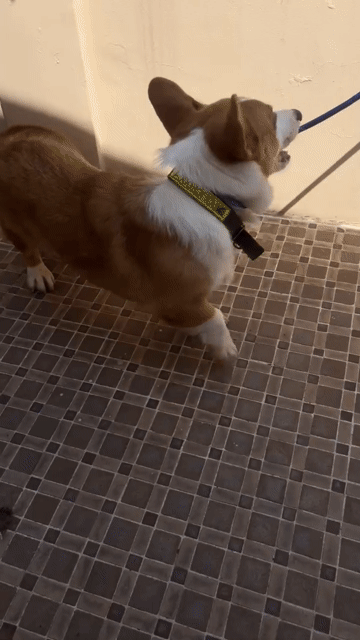 Chó Corgi đực 1 tuổi đã tiêm. Mua bán Chó tại Quận 8 Tp Hồ Chí Minh được đăng bởi Loan Do hình 1