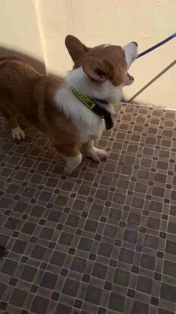 Chó Corgi đực 1 tuổi đã tiêm. Mua bán Chó tại Quận 8 Tp Hồ Chí Minh được đăng bởi Loan Do hình 1