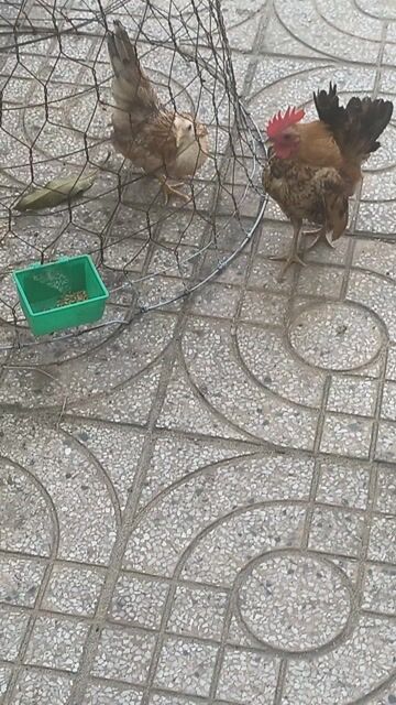Gà cảnh Nâu Đỏ. Mua bán Gà tại Thành phố Sóc Trăng Sóc Trăng được đăng bởi Lý Khâm Tuấn hình 1