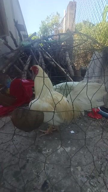 Gà Trắng Đực 2.2kg. Mua bán Gà tại Huyện Xuyên Mộc Bà Rịa - Vũng Tàu được đăng bởi Nguyễn Hiếu hình 1