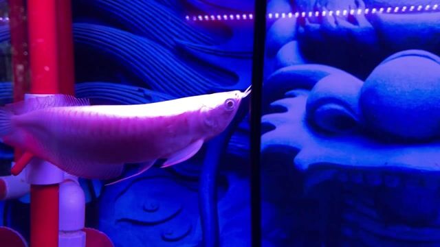 Cá Ngân long Albino 28-30cm khỏe mạnh. Mua bán Thú cưng khác tại Quận Tân Phú Tp Hồ Chí Minh được đăng bởi Thanh Le hình 1