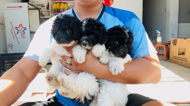 Poodle Bò Sữa thuần chủng. Mua bán Chó tại Quận Liên Chiểu Đà Nẵng được đăng bởi V Petshop Đà Nẵng hình 1