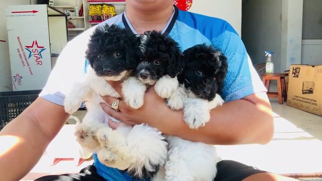 Poodle Bò Sữa thuần chủng. Mua bán Chó tại Quận Liên Chiểu Đà Nẵng được đăng bởi V Petshop Đà Nẵng hình 1