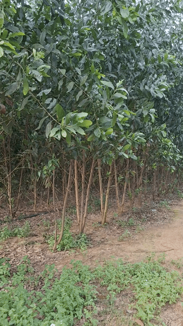 Mua bán Đất Huyện Xuân Lộc Đồng Nai diện tích 11946.9 m² giá 3 tỷ