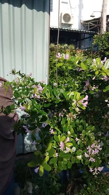 Chậu linh sam đang hoa... Mua bán Cây cảnh, đồ trang trí tại Quận 12 Tp Hồ Chí Minh được đăng bởi ĐẠT hình 1