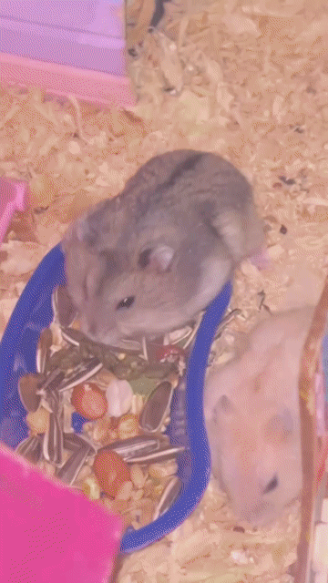 Tìm chủ cho 2 bé Hamster cái. Mua bán Thú cưng khác tại Huyện Cần Giuộc Long An được đăng bởi Lê Nguyễn Thúy Trâm hình 1