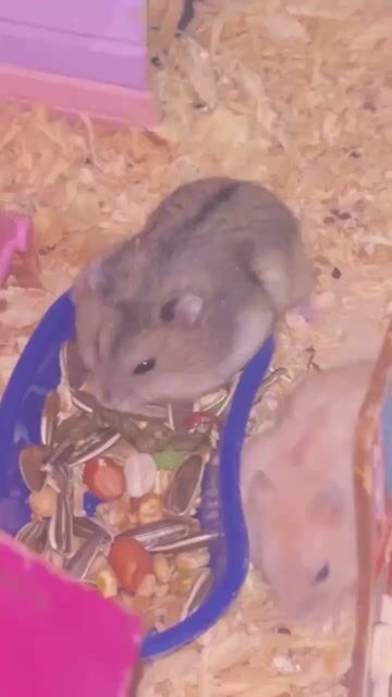 Tìm chủ cho 2 bé Hamster cái. Mua bán Thú cưng khác tại Huyện Cần Giuộc Long An được đăng bởi Lê Nguyễn Thúy Trâm hình 1