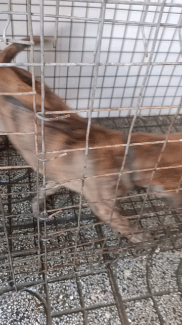 Chó Phú Quốc . Mua bán Chó tại Huyện Đức Hòa Long An được đăng bởi Trò Đùa Tạo Hóa hình 1