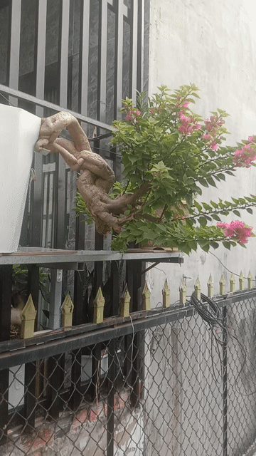 Cây cảnh Hoa giấy mỹ . Mua bán Cây cảnh, đồ trang trí tại Huyện Bình Chánh Tp Hồ Chí Minh được đăng bởi Việt hình 1