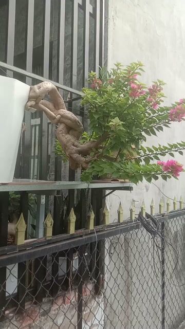 Cây cảnh Hoa giấy mỹ . Mua bán Cây cảnh, đồ trang trí tại Huyện Bình Chánh Tp Hồ Chí Minh được đăng bởi Việt hình 1