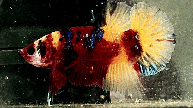 nemo galaxy. Mua bán Thú cưng khác tại Quận Bình Thạnh Tp Hồ Chí Minh được đăng bởi Nguyễn Trung Hiếu hình 1