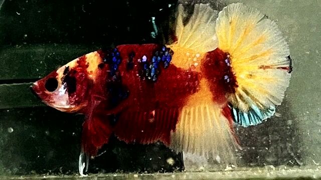 nemo galaxy. Mua bán Thú cưng khác tại Quận Bình Thạnh Tp Hồ Chí Minh được đăng bởi Nguyễn Trung Hiếu hình 1