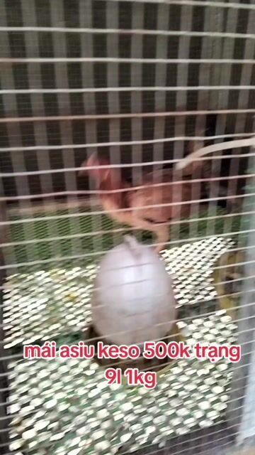 tre mái asiu keso. Mua bán Gà tại Huyện Trảng Bàng Tây Ninh được đăng bởi Phúc hình 1