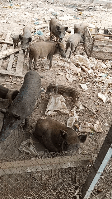 Heo sạch. Mua bán Thú cưng khác tại Thành phố Thuận An Bình Dương được đăng bởi Lê Thắng Miền Tây hình 1