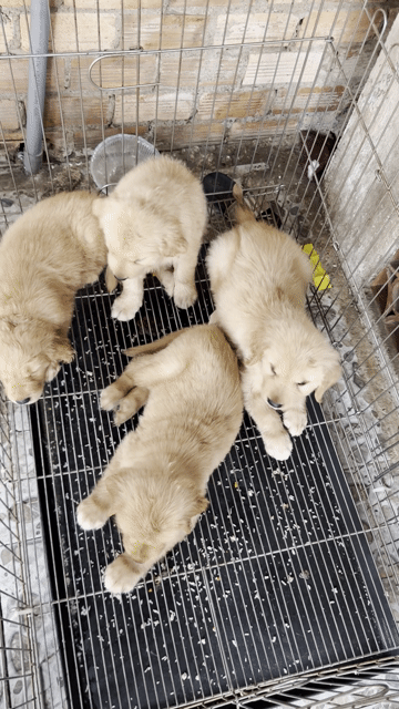 Chó Golden Retriever Vàng ko đăng hình ảo. Mua bán Chó tại Thành phố Thủ Đức Tp Hồ Chí Minh được đăng bởi Ngô Xuân Hùng hình 1