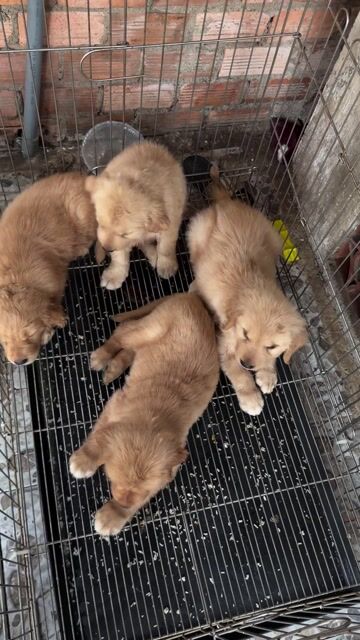 Chó Golden Retriever Vàng ko đăng hình ảo. Mua bán Chó tại Thành phố Thủ Đức Tp Hồ Chí Minh được đăng bởi Ngô Xuân Hùng hình 1