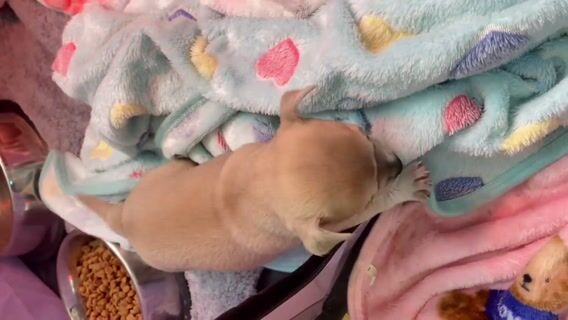 Eleveur canin: un métier complètement Wouf!