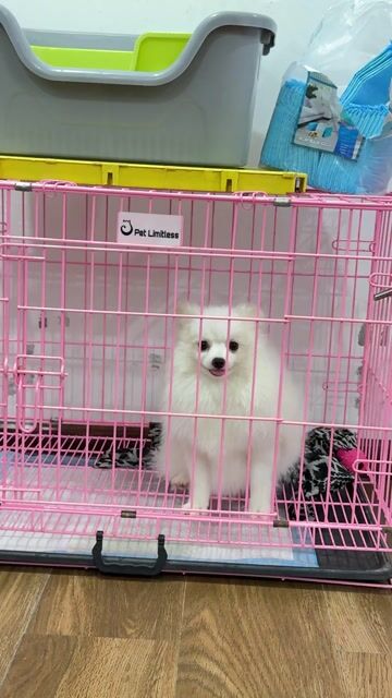 Tặng Phốc Sóc Cái Trắng 1 tuổi. Mua bán Chó tại Quận Long Biên Hà Nội được đăng bởi Bông hình 1