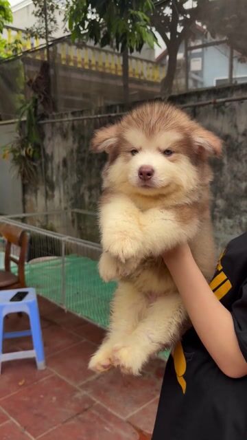Chó Alaska hơn 50 ngày. Mua bán Chó tại Huyện Phúc Thọ Hà Nội được đăng bởi Thanh Hoa Phan hình 1