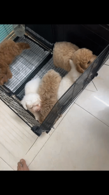 Chó Poodle 2 tháng Trắng, Nâu. Mua bán Chó tại Thị xã Tân Uyên Bình Dương được đăng bởi tùng  hình 1