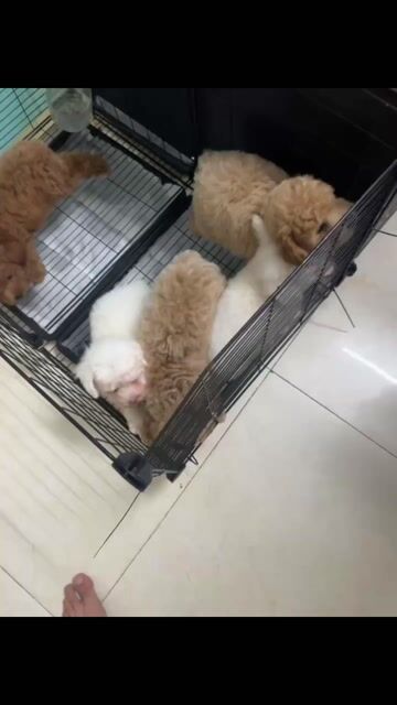 Chó Poodle 2 tháng Trắng, Nâu. Mua bán Chó tại Thị xã Tân Uyên Bình Dương được đăng bởi tùng  hình 1